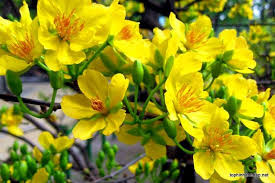 Hoa mai vàng, sứ giả mùa xuân